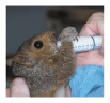 squirrel nursing a bottle